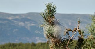 Espèces exotiques envahissantes : une facture plutôt salée Espèces exotiques envahissantes : une facture plutôt salée