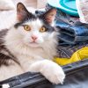 Sondage - Partez-vous en vacances avec votre animal de compagnie ? Sondage - Partez-vous en vacances avec votre animal de compagnie ?
