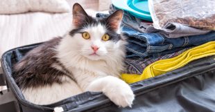 Sondage - Partez-vous en vacances avec votre animal de compagnie ? Sondage - Partez-vous en vacances avec votre animal de compagnie ?