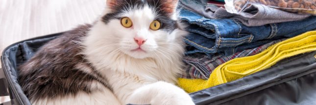 emmener chat chien vacances