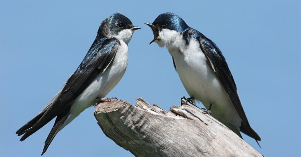 Biodiversité : les hirondelles font-elles encore le printemps ?