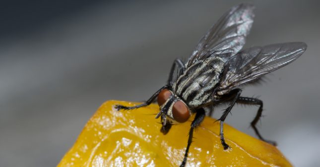La mouche charbonneuse, un véritable enfer dans la maison La mouche charbonneuse, un véritable enfer dans la maison