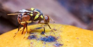 Espèces invasives la mouche orientale des fruits commence à faire son