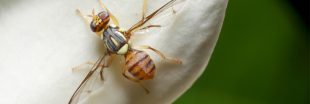 Espèces invasives - la mouche orientale des fruits commence à faire son chemin en France