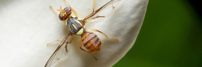 mouche oprientale des fruits