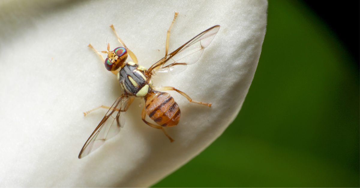 Espèces invasives - la mouche orientale des fruits commence à faire son chemin en France