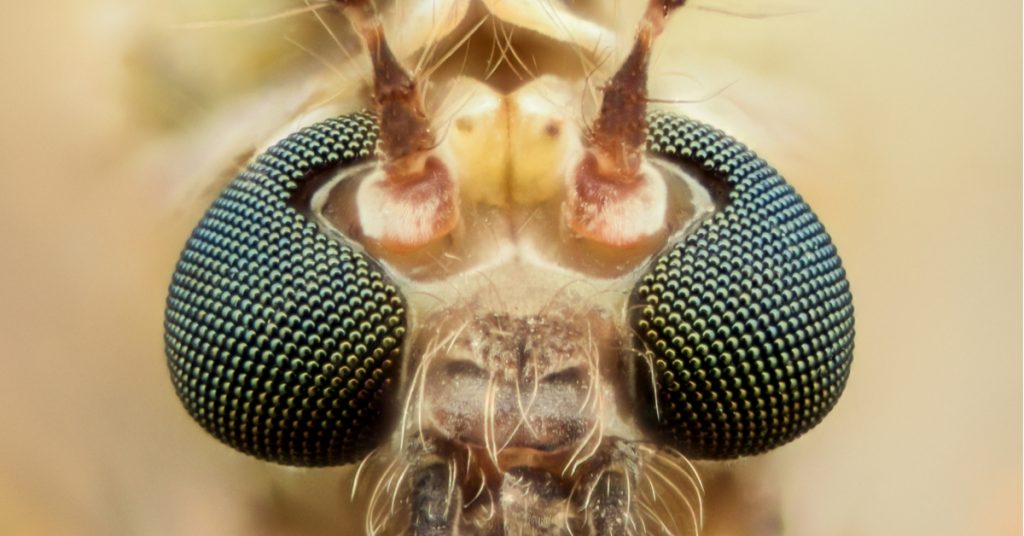 Nous serons presque invisibles pour les nouveaux moustiques génétiquement modifiés