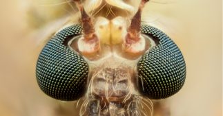 Nous serons presque invisibles pour les nouveaux moustiques génétiquement modifiés Nous serons presque invisibles pour les nouveaux moustiques génétiquement modifiés