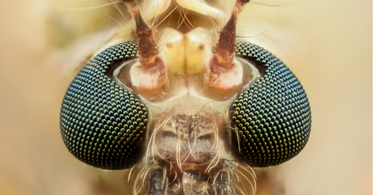 Nous serons presque invisibles pour les nouveaux moustiques génétiquement modifiés Nous serons presque invisibles pour les nouveaux moustiques génétiquement modifiés