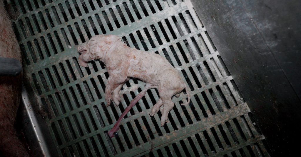 Barbarie et infractions à la pelle : un lanceur d’alerte traumatisé ‘balance’ un élevage de porcs