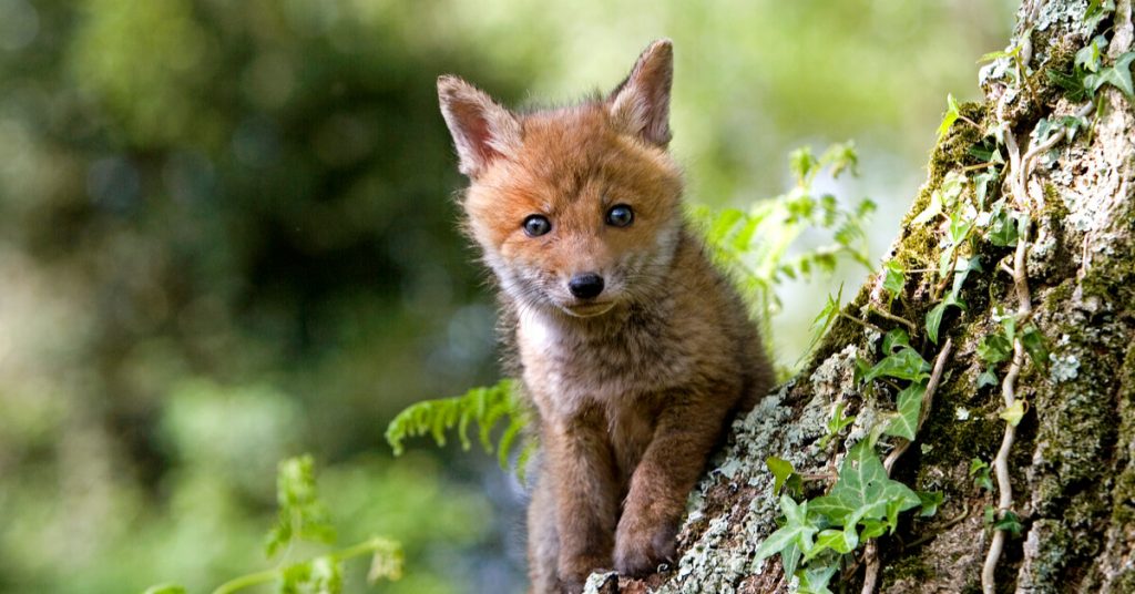 Dans l’Oise, on veut envoyer les chasseurs abattre 3000 renards