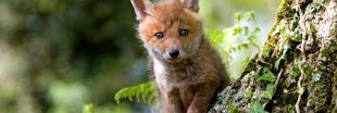 Dans l'Oise, on veut envoyer les chasseurs abattre 3000 renards