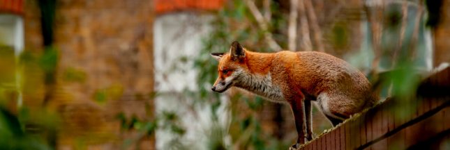taille animaux sauvages en ville