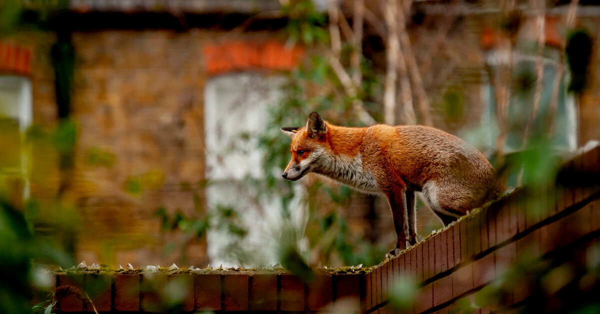 Habiter en ville fait grossir... les animaux sauvages