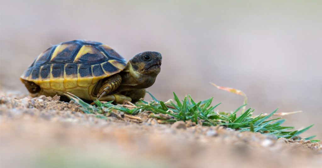 Victime de l’incendie dans le Var : la tortue Hermann a-t-elle encore une chance ?