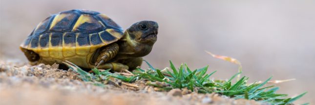 tortue hermann incendie Var