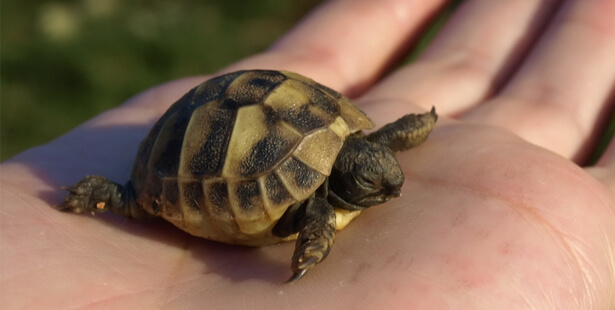 tortue Hermann incendie Var