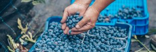 Trafic de myrtilles dans les Vosges : quels sont les règles de la cueillette sauvage ?