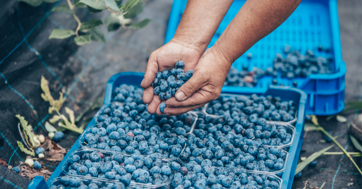 Trafic de myrtilles dans les Vosges : quels sont les règles de la cueillette sauvage ?