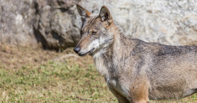 Hautes-Alpes : une louve retrouvée pendue devant une mairie