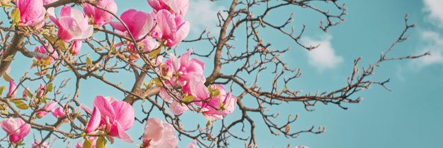 arbres menaces extinction