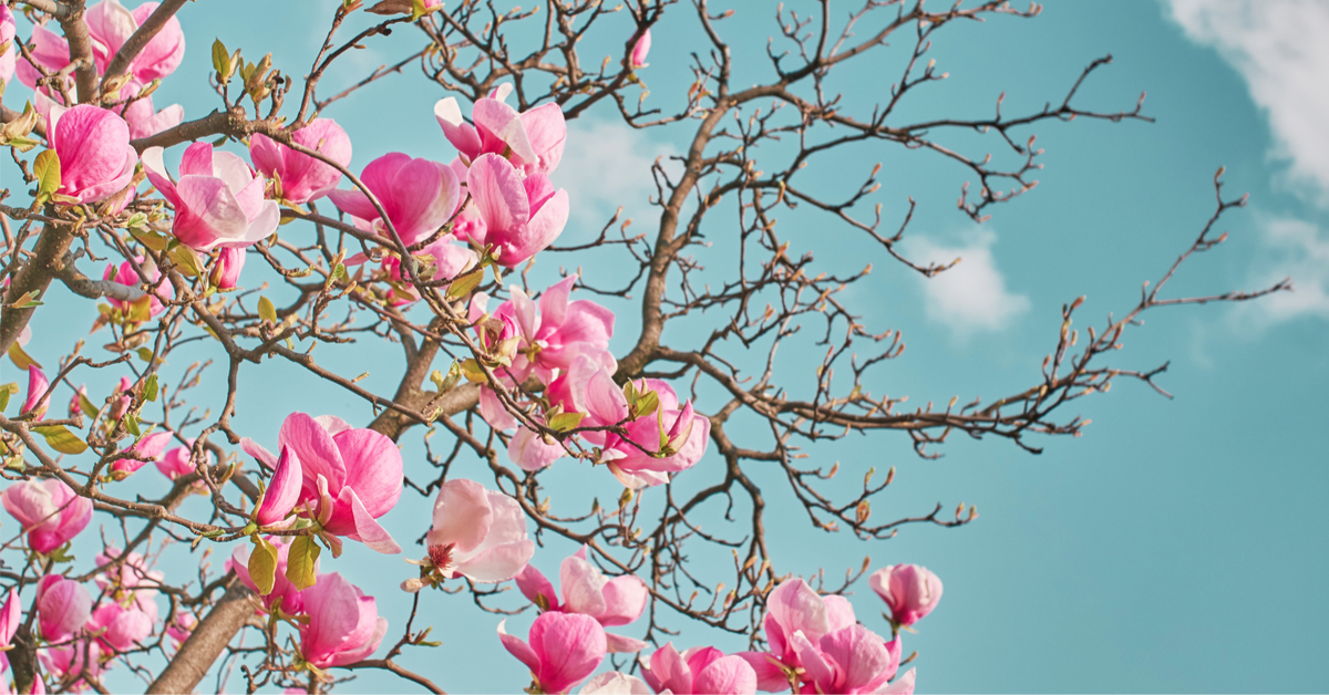 Espèces menacées d'extinction : les arbres sont encore plus touchés que les animaux Espèces menacées d'extinction : les arbres sont encore plus touchés que les animaux