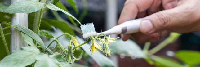 brosse à dents électrique abeille