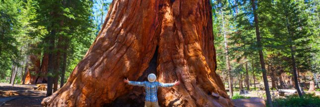 californie sequoia incendie