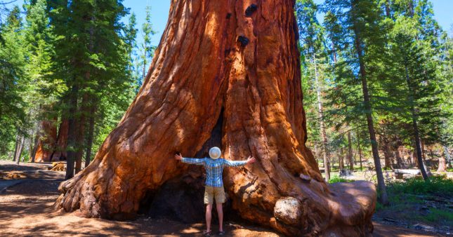 En Californie, des séquoias recouverts d’aluminium pour les protéger