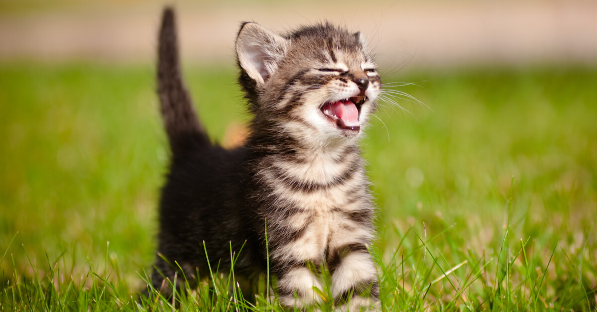 On sait pourquoi les chats sont rayés !