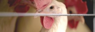 L'immense majorité des poules d'élevage souffrent de fractures osseuses