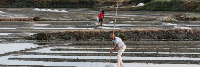 fleur de sel de guérande