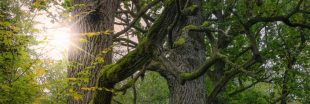 Faire renaitre une forêt primaire en Europe de l'Ouest, le pari fou d'un botaniste français !