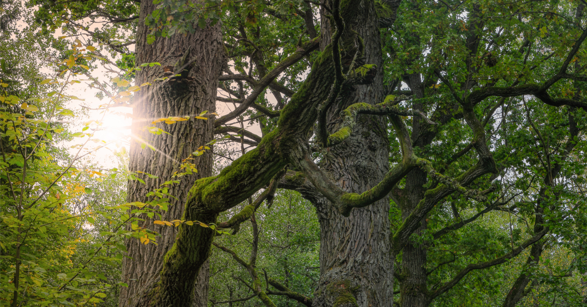 Faire renaitre une forêt primaire en Europe de l'Ouest, le pari fou d'un botaniste français ! Faire renaitre une forêt primaire en Europe de l'Ouest, le pari fou d'un botaniste français !