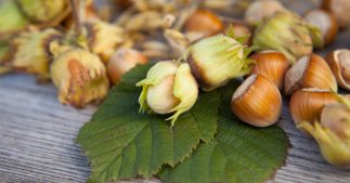 Le Nutella aux noisettes “made in Italy”, un danger pour la biodiversité Le Nutella aux noisettes “made in Italy”, un danger pour la biodiversité