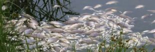 Les micro-organismes toxiques prolifèrent, annonciateurs d'une extinction de masse