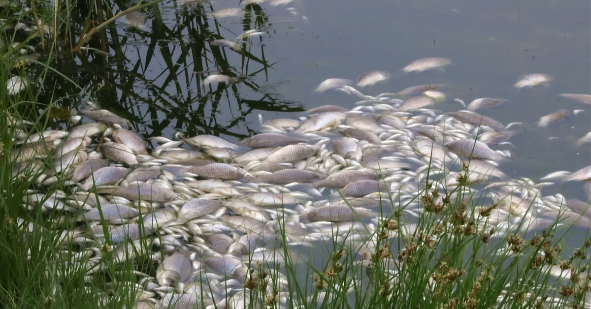 Les micro-organismes toxiques prolifèrent, annonciateurs d'une extinction de masse
