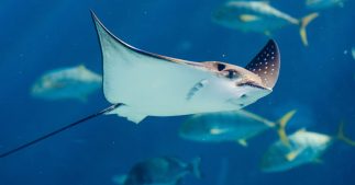 Liste rouge des espèces en danger : un animal sur trois dans le monde est menacé Liste rouge des espèces en danger : un animal sur trois dans le monde est menacé