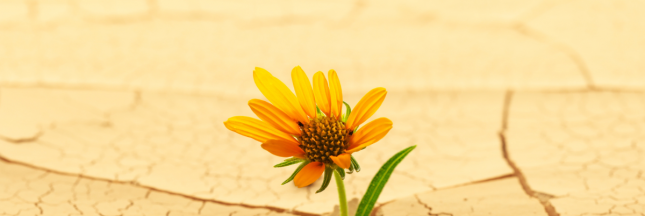 Changement climatique