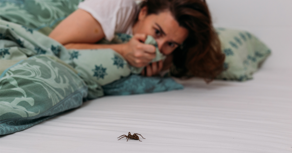 Comment Faire Pour Ne Pas Avoir D'araignées Chez Soi