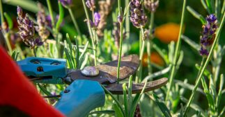 Tous nos conseils pour savoir comment tailler la lavande Tous nos conseils pour savoir comment tailler la lavande