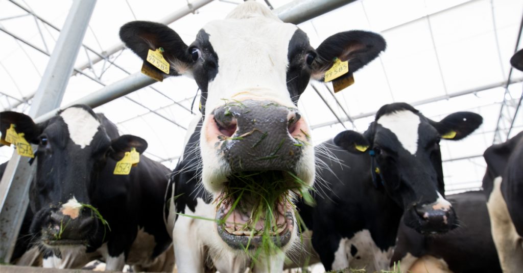 Apprendre aux vaches à aller aux toilettes, un moyen de réduire la pollution ?