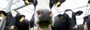Apprendre aux vaches à aller aux toilettes, un moyen de réduire la pollution ?