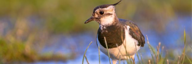 chasses traditionnelles oiseaux