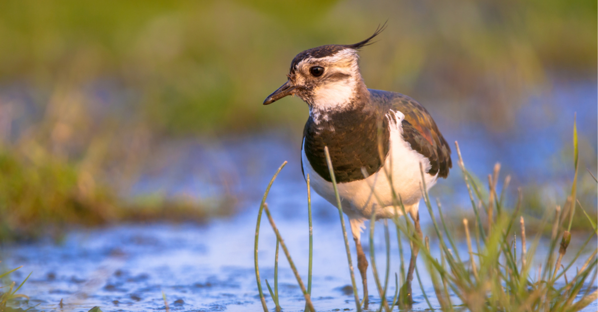Certaines chasses traditionnelles d'oiseaux ré-autorisées et pourtant interdites en Europe