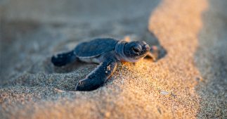 1% pour les animaux : le label qui récolte des fonds pour la cause animale et les espèces menacées 1% pour les animaux : le label qui récolte des fonds pour la cause animale et les espèces menacées