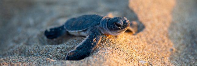 1 % pour les animaux