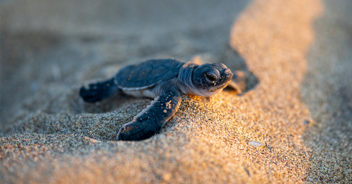 1% pour les animaux : le label qui récolte des fonds pour la cause animale et les espèces menacées