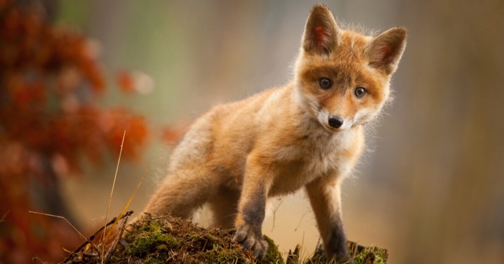 Comment réagir face à un sanglier, un loup ou un renard ?