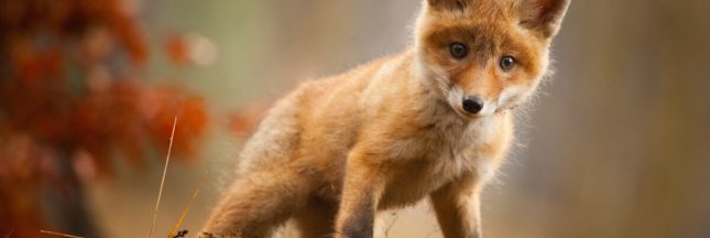 bébé renard